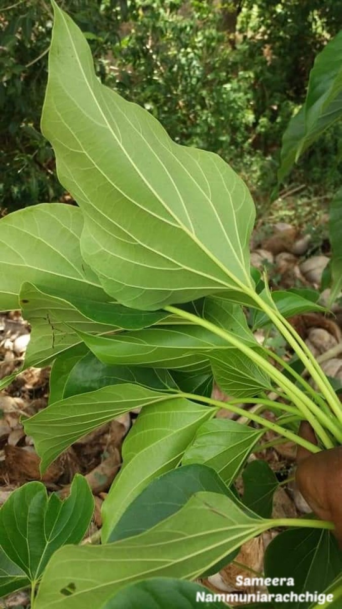 Gyrocarpus americanus Jacq.